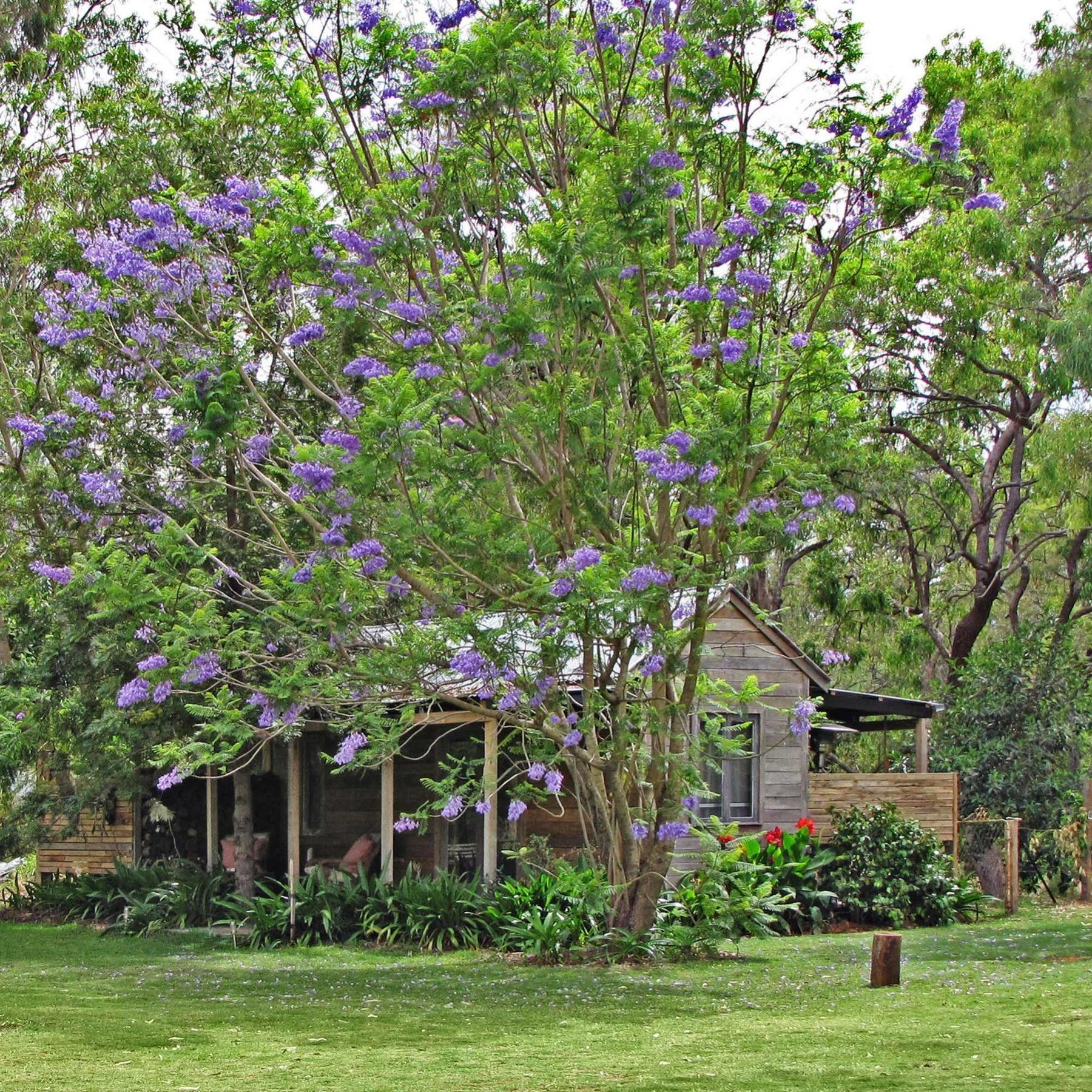 The Laurels Of Chinchilla Otel Dış mekan fotoğraf